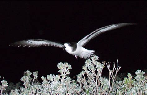 Bermuda Petrel returns to Nonsuch Island after 400 years - BirdGuides