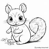 Squirrel Coloring Pages  Free & Printable sketch template