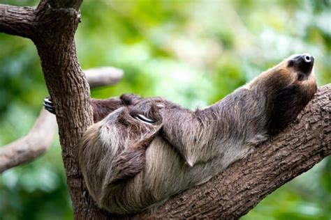 The Laziest Animals In The World - Fact Animal