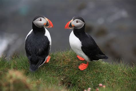 Atlantic Puffins | GJ Travel