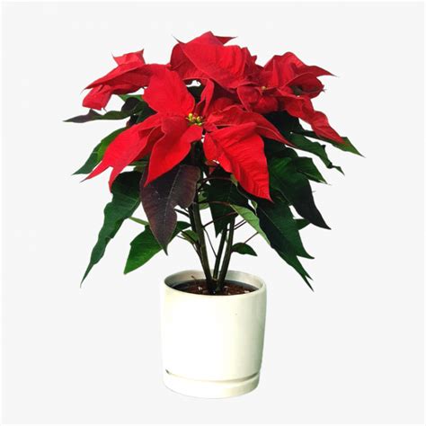 Euphorbia Pulcherrima | Hala Plants | UAE Biggest Online Retailer of Plants