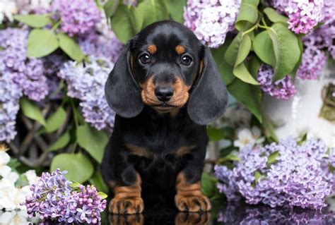 40+ Cutest Dog Breeds as Puppies | Reader's Digest