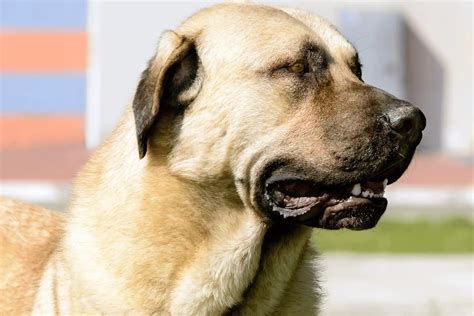 Kangal is like the "James Bond" of the Dog World