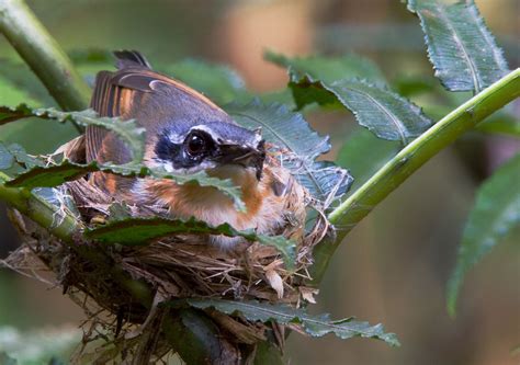 3. Forest Batis (Batis mixta) | occurs in eastern Africa At Swim Two ...