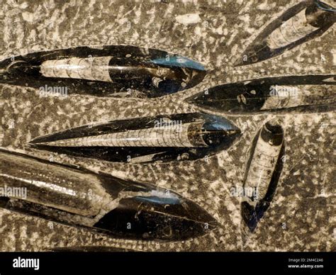 closeup of a fossilized petrified Orthoceras Orthocera, Orthocerus ...