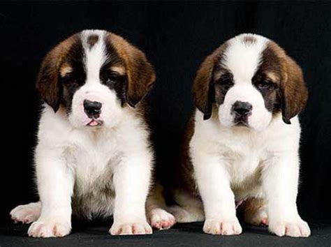 St Bernard Puppies | Crazy dog lady, St bernard puppy, Puppies