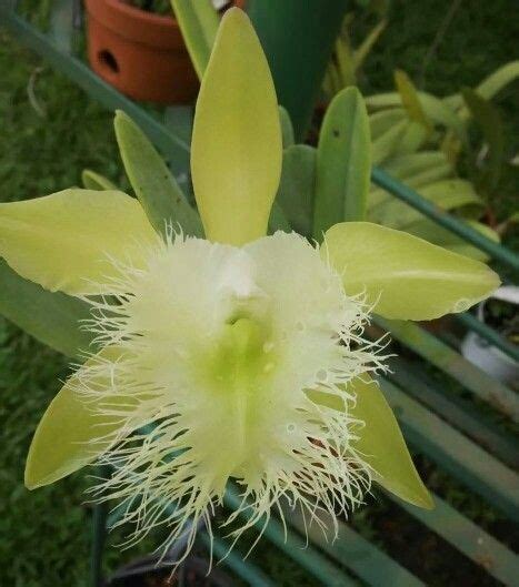 For venezuela | Flower garden, Orchids, Flowers