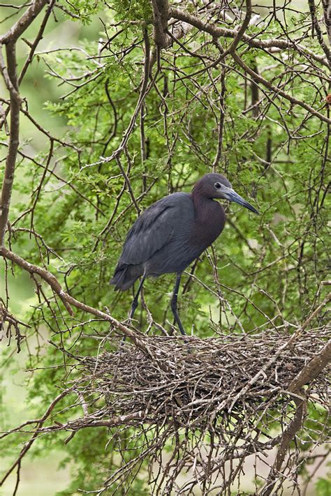 Little Blue Heron Nesting Texas Photograph by Tom Vezo | Fine Art America