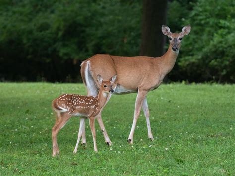 Animal Welfare League Backs Non-Lethal Approach To Deer In Arlington ...