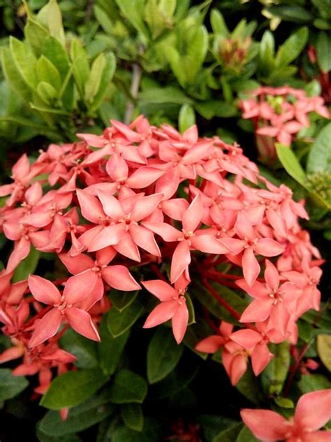 Dwarf Ixora Care Guide - Varieties, Growing Info + Tips | Trees.com