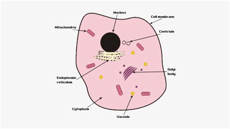 [DIAGRAM] Fungi Diagram Gcse - MYDIAGRAM.ONLINE