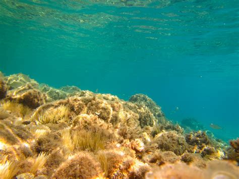 Seabed Underwater Free Stock Photo - Public Domain Pictures