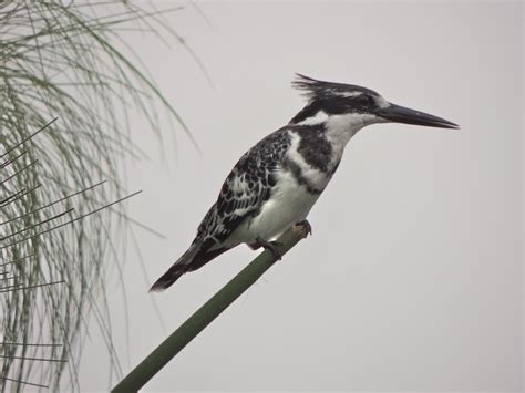 Pied Kingfisher – My Bird of the Day