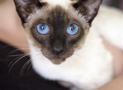 Chloe - Female Siamese Cat in WA - PetRescue