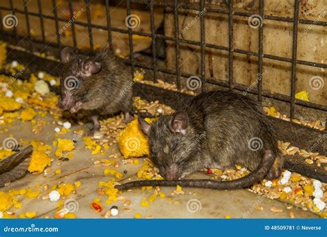 Feeding Rat in Karni Mata Temple Stock Image - Image of temple, tourism: 48509781