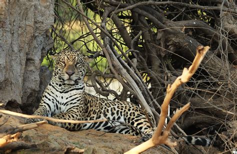 Jaguar Safaris in the Pantanal | Brazil Luxury Safaris | Ker & Downey