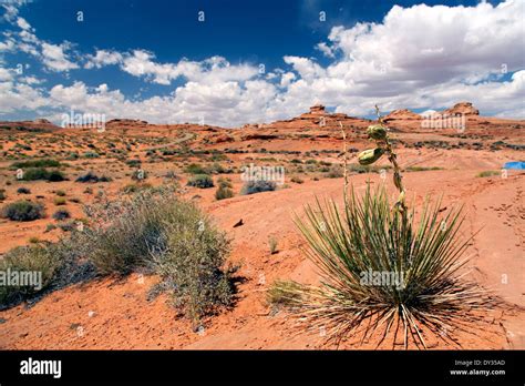 A red sand desert near Page, Arizona Stock Photo: 68296885 - Alamy