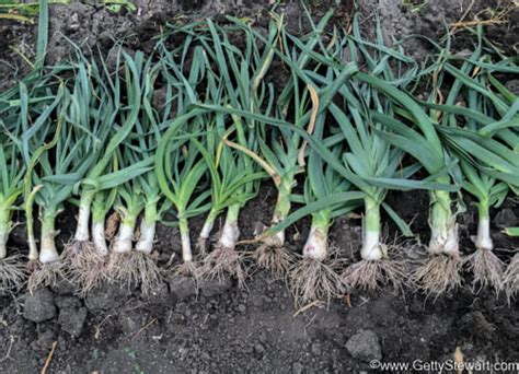 How to Plant Leeks in the Garden - GettyStewart.com