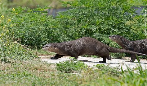 Lake Apopka - Lake Apopka Wildlife