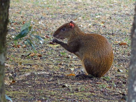 Agouti | Habitat, Diet & Adaptations | Britannica