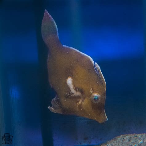 Filefish Lovers Thread | REEF2REEF Saltwater and Reef Aquarium Forum