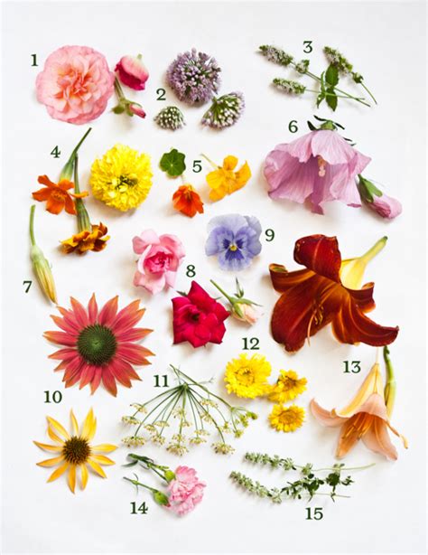 Edible Flower Guide - Proven Beauty