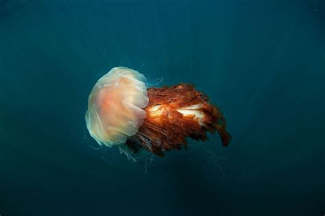 Lion’s Mane Jellyfish Facts, Size, Weight, Lifespan, Pictures