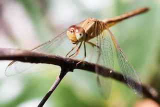 {unidentified} dragonfly - Khao Yai National Park | This pho… | Flickr
