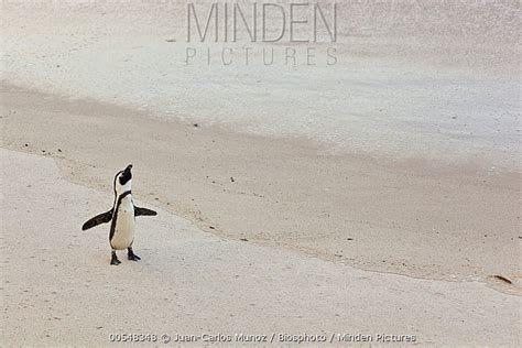 Black-footed Penguin stock photo - Minden Pictures