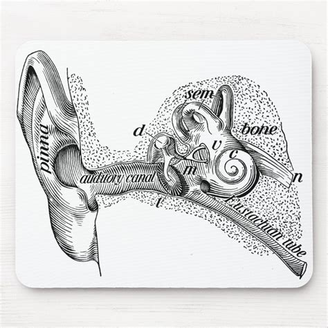 Ear canal diagram – Artofit