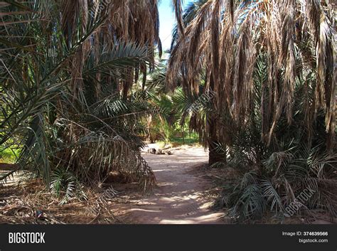 Oasis Sahara Desert Image & Photo (Free Trial) | Bigstock