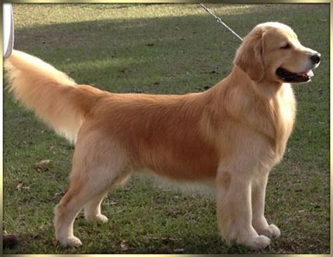 Golden Retriever Haircut Styles | Related Post Are Golden Retrievers Becoming Mo… | Retriever ...