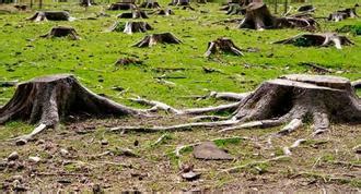 Para la Naturaleza | Manejo de árboles tras María: reflejo de las prioridades, valores y visión ...