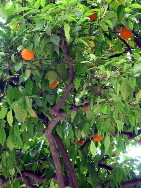 File:Orange Tree.jpg - Wikimedia Commons