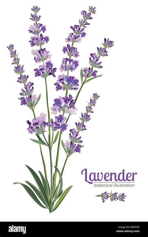 Lavender flowers elements. Botanical illustrations are drawn by hand Stock Vector Image & Art ...