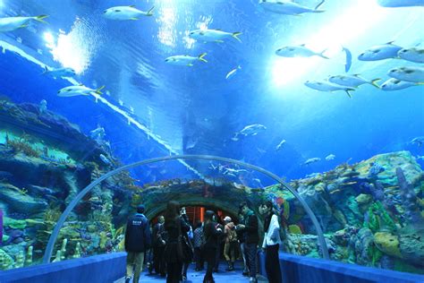 Photos de Chine : le plus grand aquarium du monde — Chine Informations