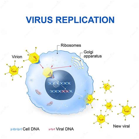 Virus Replication. Vector Illustration Stock Vector - Illustration of ...