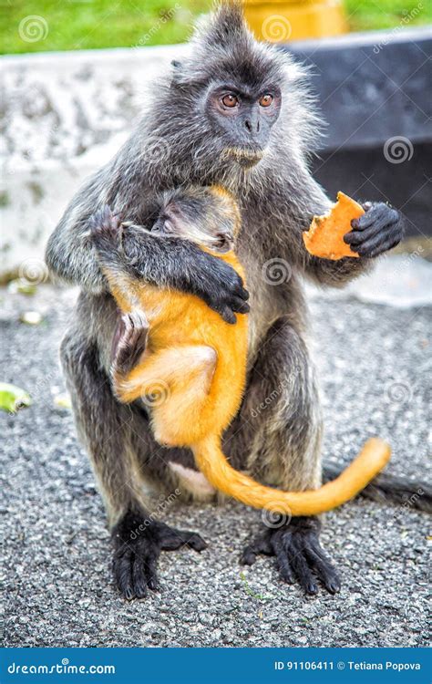 Silvered Leaf Monkey Keeps Small Monkey and Eats Fruit. Stock Image - Image of asia, melawati ...