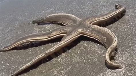 Giant starfish found on Port Aransas beach | kiiitv.com