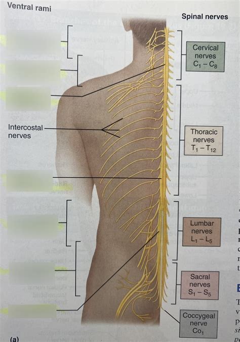 ventral rami Diagram | Quizlet