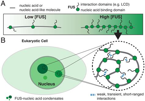 Co-condensation of proteins with single- and double-stranded DNA | PNAS