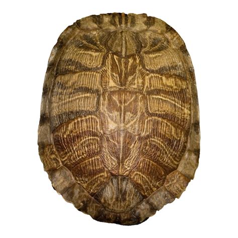 Real Pond Turtle Shell — Skulls Unlimited International, Inc.