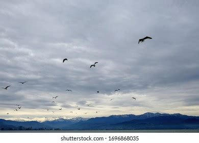 Different Types Seagulls Sky Birds Fly Stock Photo 1696868035 ...