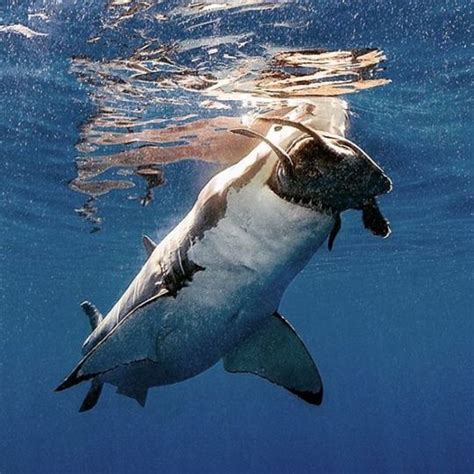 1000+ images about Marine Life on Pinterest | Great white shark, Sea ...