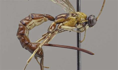 New wasp species with a giant stinger discovered in Amazonia - Nexus ...