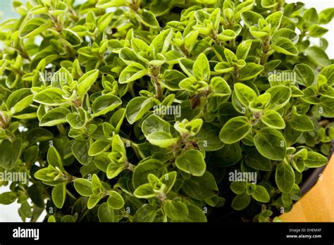 Oregano Plant Stock Photo - Alamy