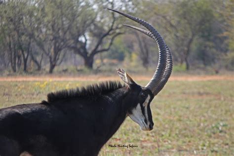 Hunting sable in Africa | African Bushbuck Adventures