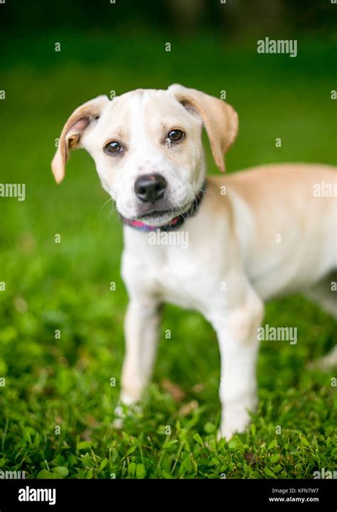 A Labrador Retriever mixed breed puppy outdoors Stock Photo - Alamy