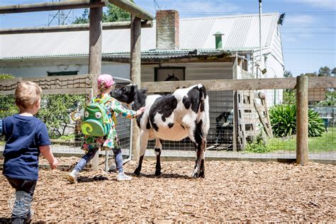 Chesterfield Farm, Scoresby — mamma knows east