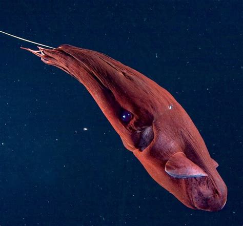 The Secret of Vampire Squid From Hell